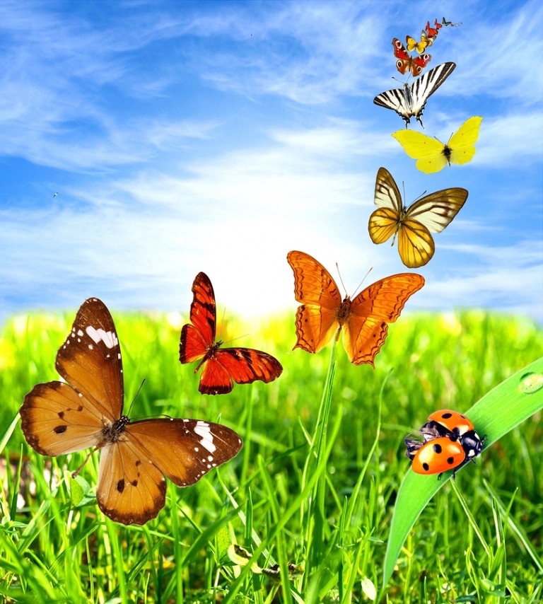 Beautiful landscape with colorful butterflies | WhyWeSuffer.com